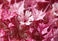 Chorizanthe douglasii