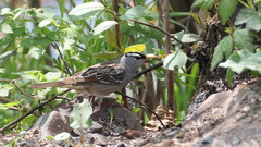 Zonotrichia leucophrys