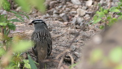 Zonotrichia leucophrys