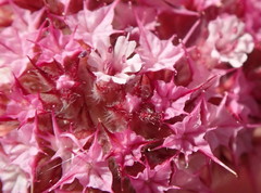 Chorizanthe douglasii