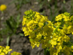 Barbarea vulgaris