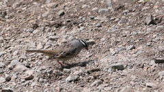 Zonotrichia leucophrys