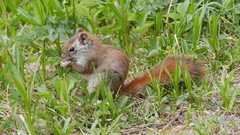 Tamiasciurus hudsonicus