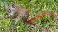 Tamiasciurus hudsonicus