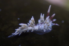 Cuthona hamanni