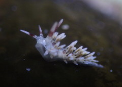 Cuthona hamanni