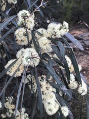 Eucalyptus polybractea