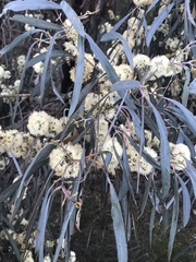 Eucalyptus polybractea