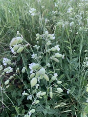 Silene vulgaris