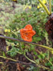 Caiophora contorta