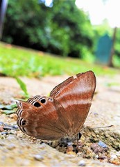 Abisara savitri