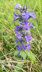 Ajuga genevensis