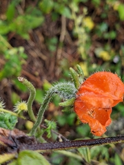 Caiophora contorta