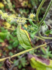 Caiophora contorta
