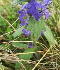Ajuga genevensis