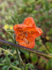Caiophora contorta