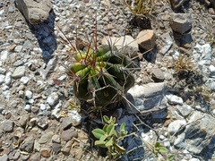 Echinopsis bridgesii