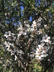 Leptospermum squarrosum