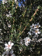 Leptospermum squarrosum