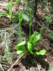 Platanthera obtusata