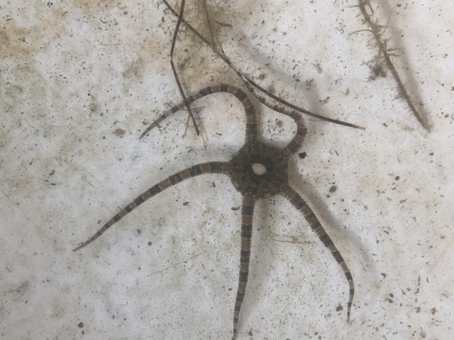 Ophiolepis elegans