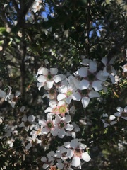 Leptospermum squarrosum