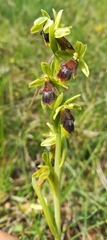Ophrys insectifera aymoninii