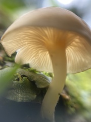 Agaricales