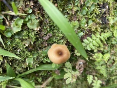 Agaricales
