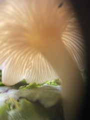 Agaricales