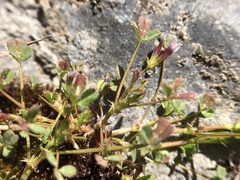 Trifolium variegatum geminiflorum