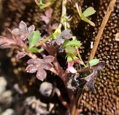 Trifolium variegatum geminiflorum