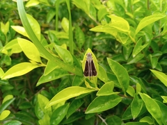 Parnara