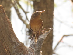Troglodytes aedon brunneicollis