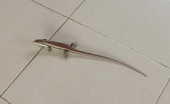 Eutropis longicaudata