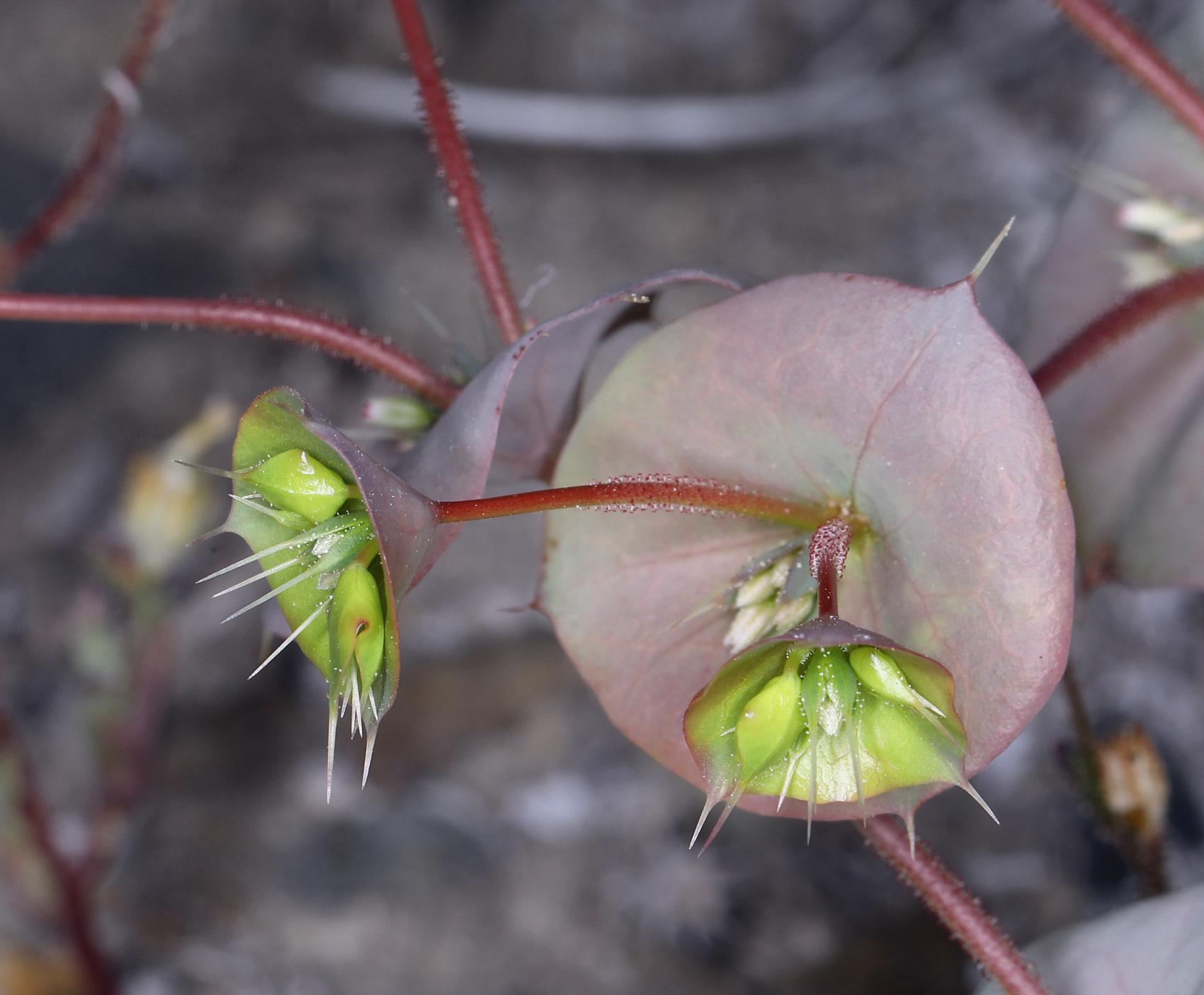 Oxytheca perfoliata