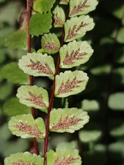 Asplenium trichomanes trichomanes