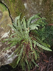 Asplenium trichomanes trichomanes