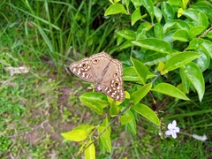 Junonia lemonias
