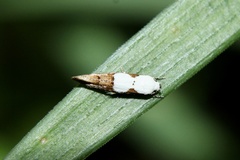 Mompha circumscriptella