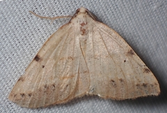 Drepanulatrix bifilata