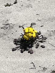 Erysimum menziesii