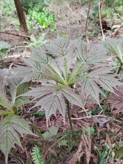 Rodgersia podophylla