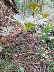 Rodgersia podophylla