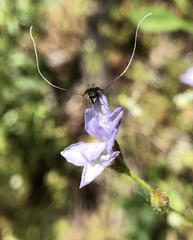 Adela singulella