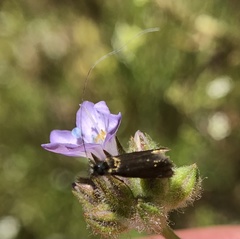 Adela singulella