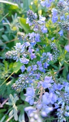 Veronica prostrata