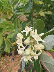 Calotropis gigantea