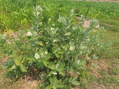 Calotropis gigantea