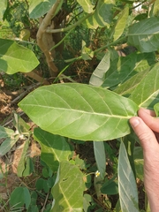 Calotropis gigantea